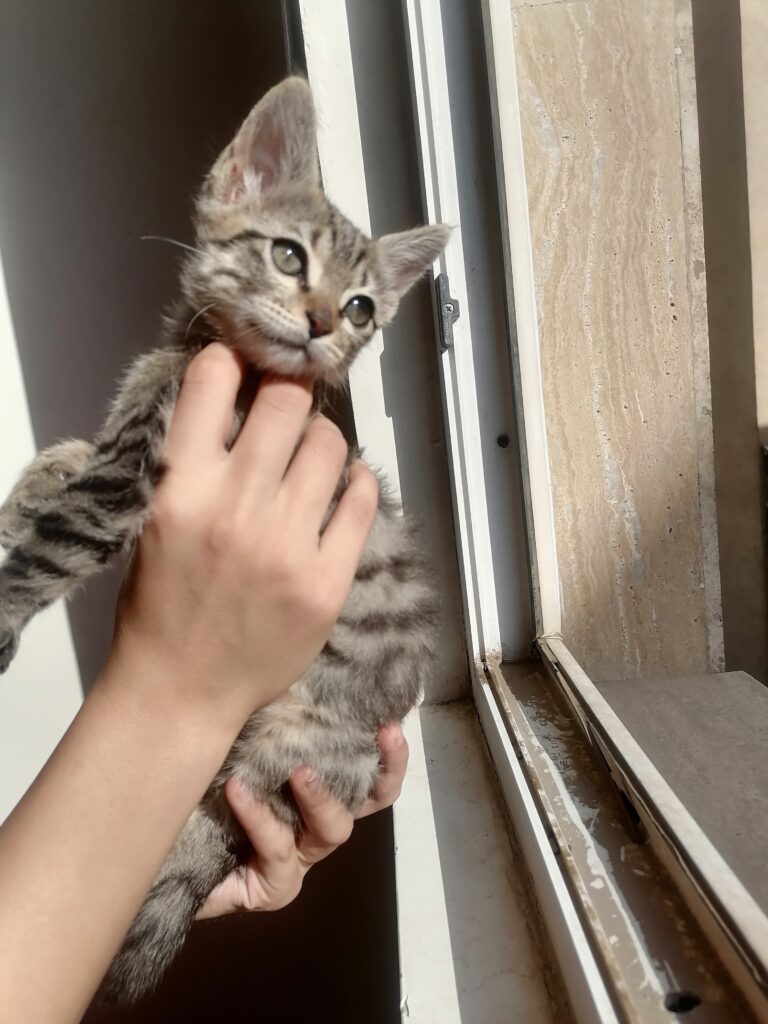 بچه گربه