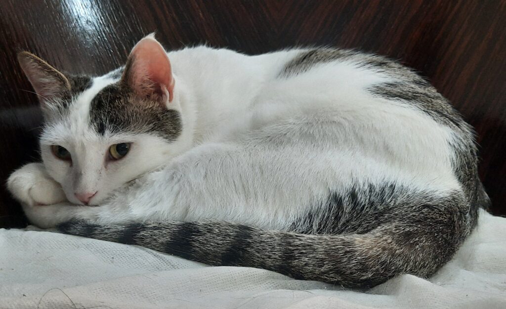 واگذاری گربه DSH
