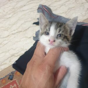 بچه گربه ۱ ماهه