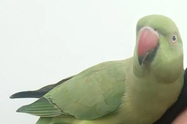 ملنگو گمشده در شهرک جهار