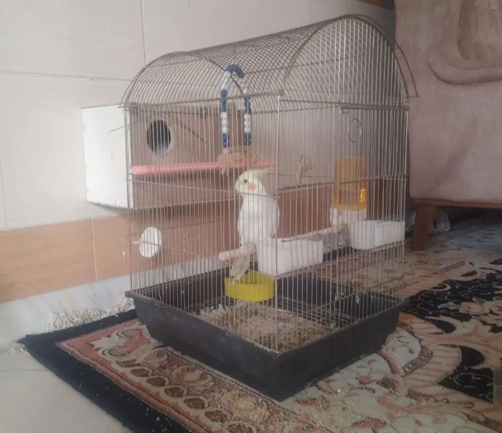 عروس هلندی گمشده ماده طوسی