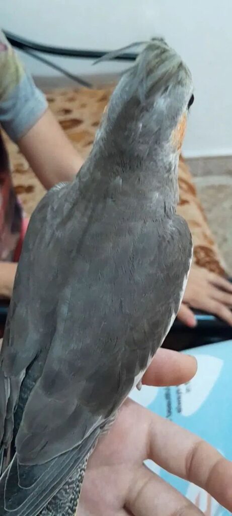 تیکو عروس هلندی گمشده در محدوده جانبازان