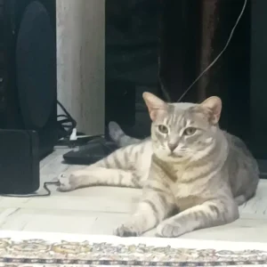 گربه گمشده با مشکل قلبی