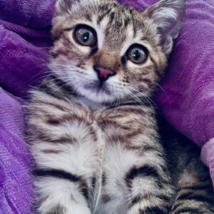 پسر کوچولوی خیلی ناز دو ماه و نیمه