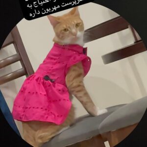 ۲ عدد گربه نر و ماده نارنجی