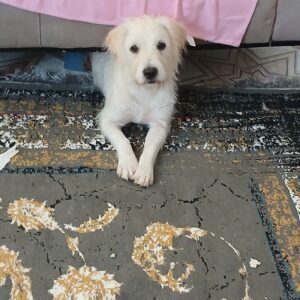 دوتا سگ نرو ماده نژاد شیتزو و نژاد تریر