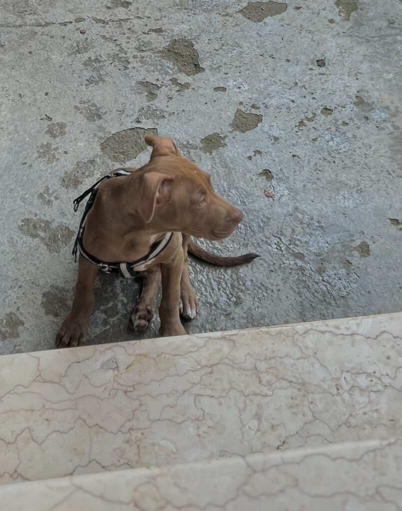 پیتبول ماده