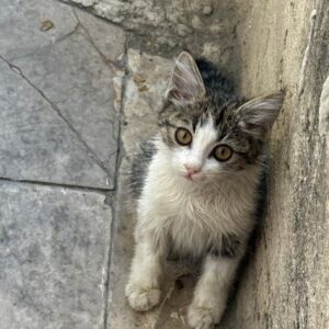 واگذاری به خانواده متعهد