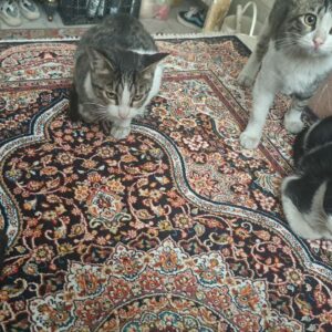 ۵عدد بچه گربه واگذاری فوری درخطرهستن