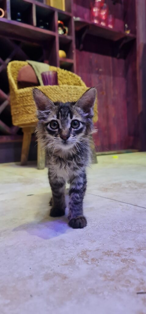 بچه گربه سیبرین