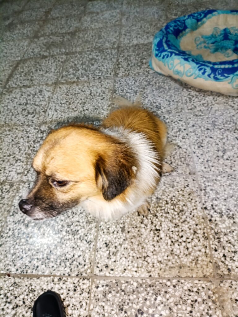سگ خونگی عالی