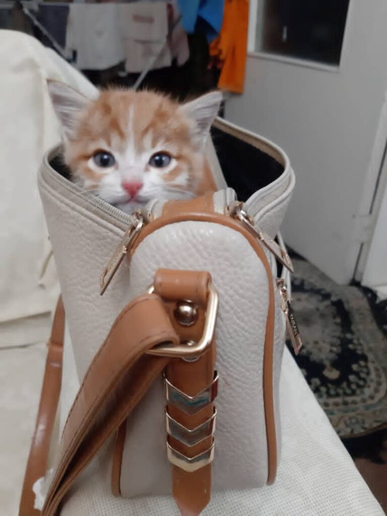 بچه گربه ده روزه بدون مادر