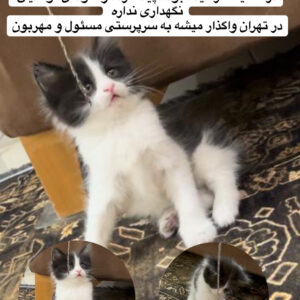 گربه dlh ماده دوماهه در تهران