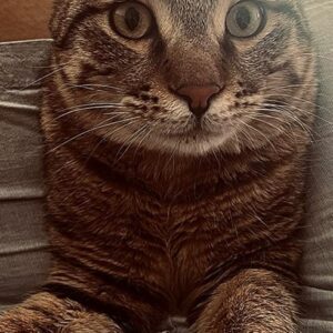گربه Dsh