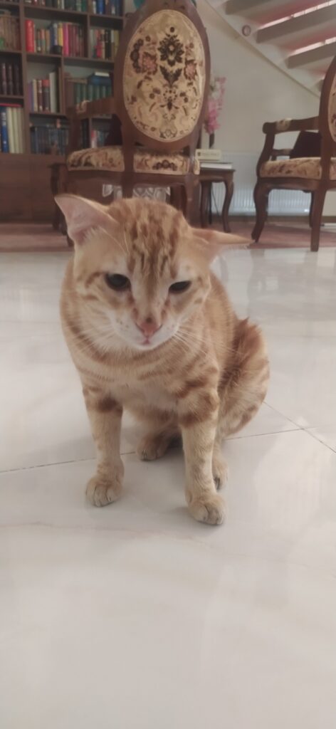 واگذاری گربه نابینا