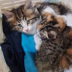 ۲ عدد بچه گربه یک ماهه ناز