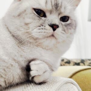 گربه بریتیش نر