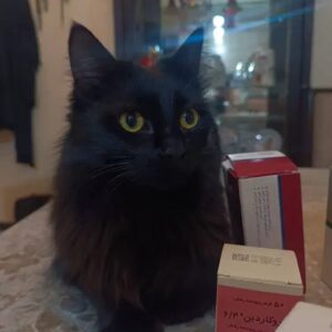 واگذاری گربه رایگان