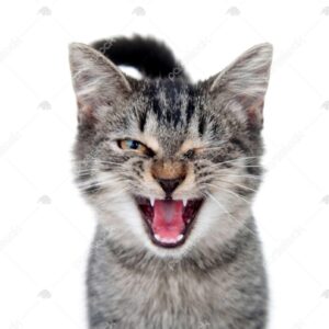واگذاری رایگان سه بچه گربه 45 روزه