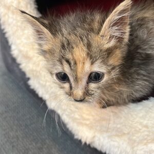 واگذاری بچه گربه یک ماهه ماده