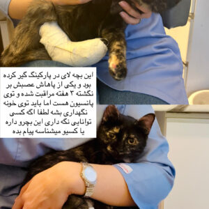 گربه