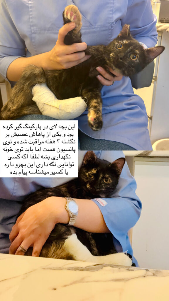 گربه