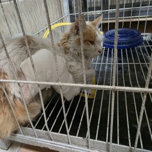 واگذاری رایگان