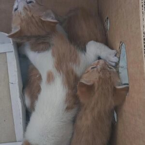 4عدد گربه واگذاری میشود