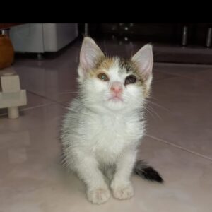 گربه کوچولو حدود یکماهه