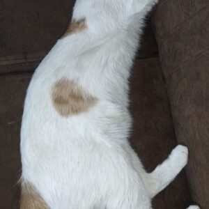 گمشده گربه dsh