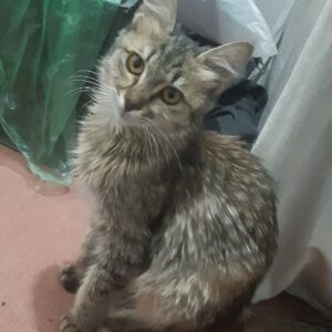 واگذاری بچه گربه