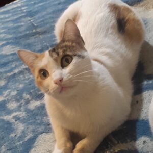 گربه گمشده