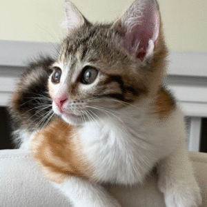 گربه DSH 4 ماهه ماده