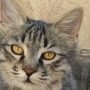 Dlh گربه