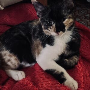 پیشی ناز و ملوس