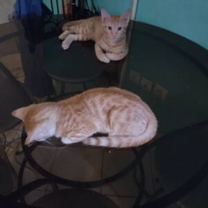 واگذاری دو بچه گربه