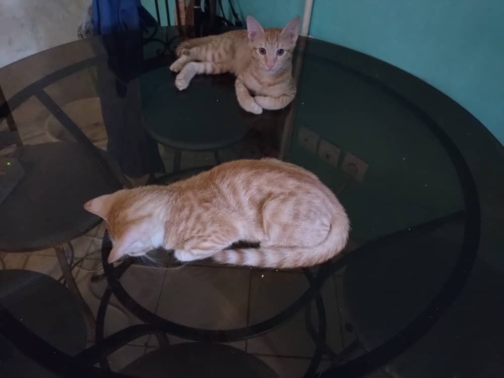 واگذاری دو بچه گربه