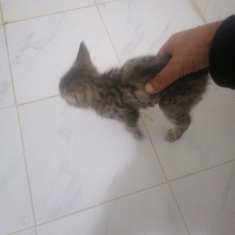 واگذاری بچه گربه