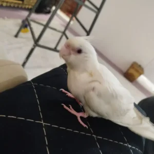 گمشده عروس در شهرک فاطمیه