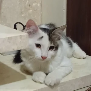 گربه گمشده DLH نر