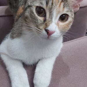 گربه خانگی