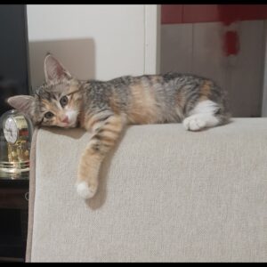 گربه ۳ماهه