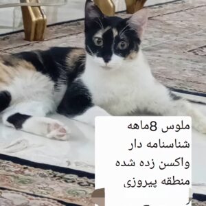 ملوس ۸ماهه شناسنامه دار واکسن زده شده