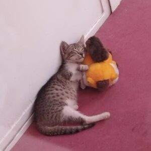 واگذاری DSH نر 5 ماهه