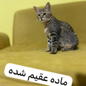 رایگان واگذار میشن‌