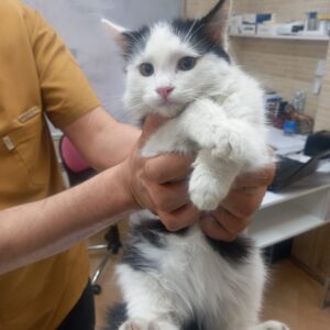 واگذاری سه بچه گربه