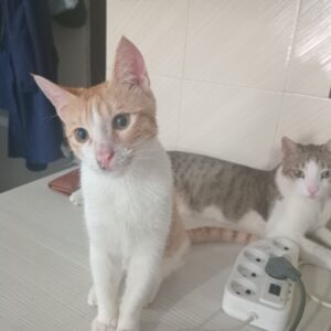 واگذاری بچه گربه در آمل