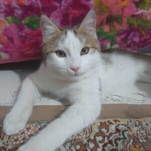 گربه dsh