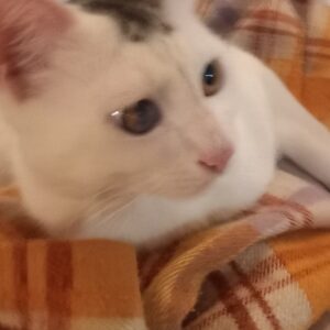 واگذاری بچه  گربه