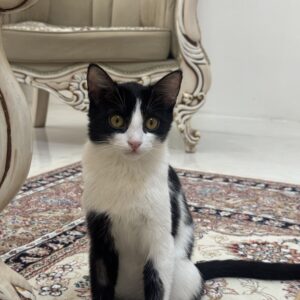 دنبال یک صاحب مهربون واسه گربه نازنینم هستم